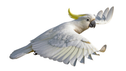 Sulphur-crested cockatoo in flight with yellow crest © Jonas