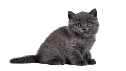 Fluffy grey British Shorthair kitten sitting © Paul