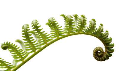 Green fern frond unfurling with spiral tip © Paul