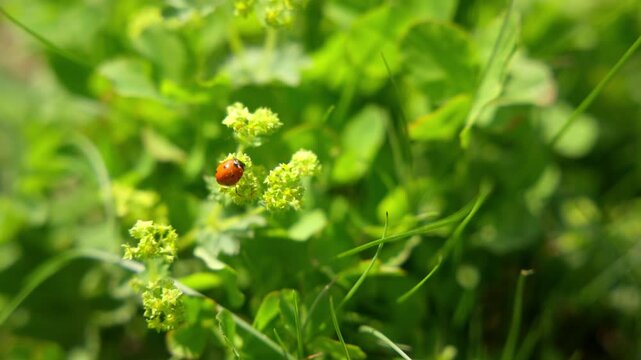 Macro shot of a ladybug crawling on green plant buds in a mountain meadow.