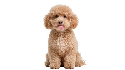 Fluffy light brown poodle dog sitting with tongue out © Jonas