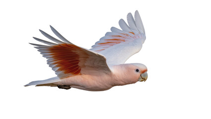 Obraz premium Pink Major Mitchell s Cockatoo in flight with orange wing accents