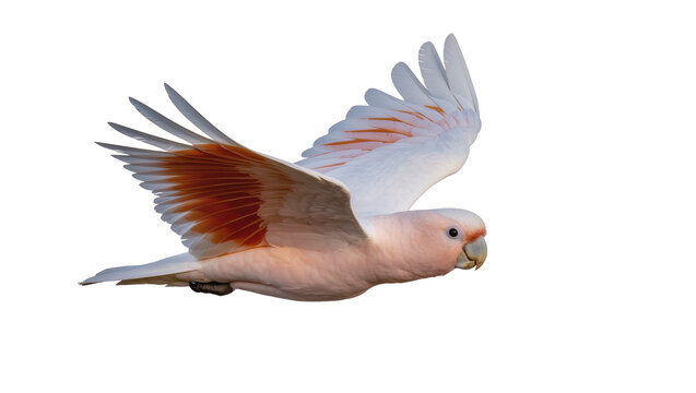 Pink Major Mitchell s Cockatoo in flight with orange wing accents