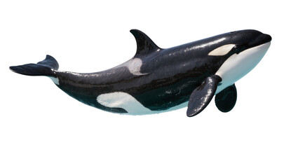 Orca whale swimming, black and white marine mammal © Paul