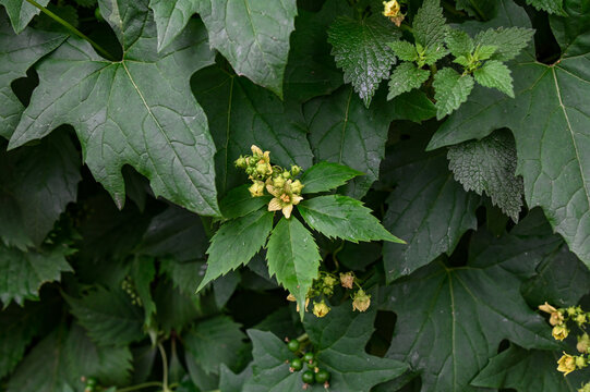 close-up of white and green flowers of a bryony