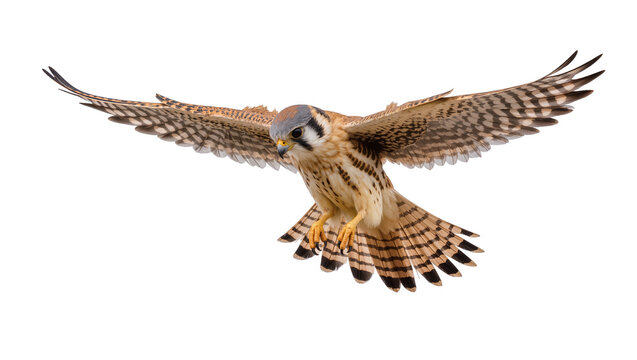 American Kestrel bird of prey in flight with wings spread