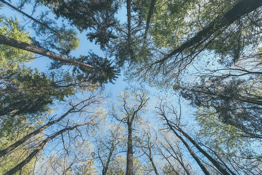 trees and sky
