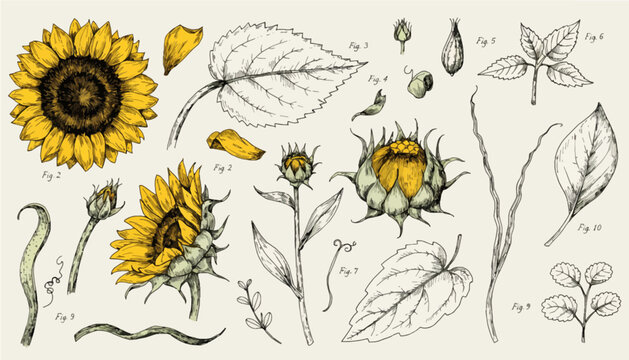 Hand-drawn sunflower flowers, leaves, and buds sketch illustration set