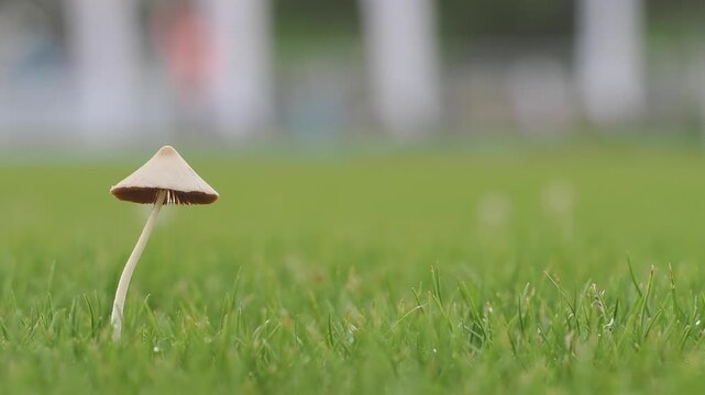 Light brown mushrooms in the lawn help decompose organic matter in the soil during the rainy season.