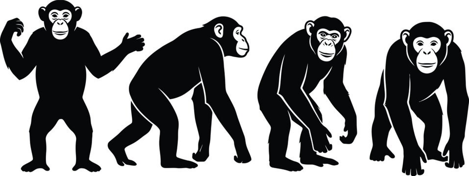 Set of black silhouette chimpanzees showing different postures and movements with chimpanzee
