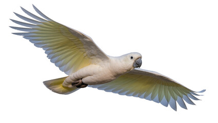 White cockatoo bird with yellow wing undersides flying © Jonas