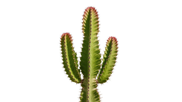 Tall green cactus with red tips and sharp spines