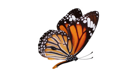 Monarch butterfly with orange black, and white wings © Jonas