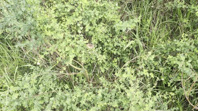 Farfalla immobile e mimetizzata tra erba alta e fogliame verde, perfettamente integrato nell&rsquo;ambiente naturale grazie ai colori