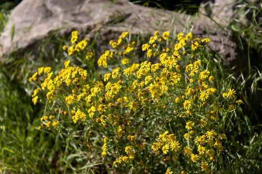 Jacobaea vulgaris or senecio jacobaea blooming on the meadow at the stone