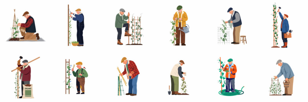 Collection of elderly men gardening, planting, watering, and harvesting peas using trellises and garden tools, isolated on a white background.