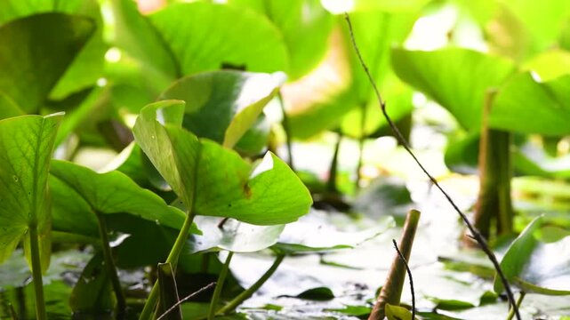 Water Lily growing on pond, plants blooming on lake, green leaves cover water surface, biotope and habitat, swamp landscape