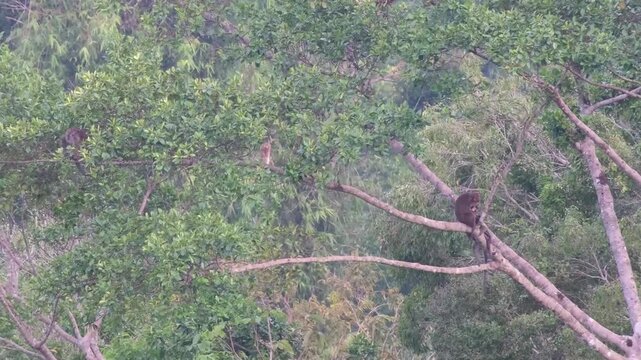 Philippine Long-Tailed Macaque Social Interaction with Two Mothers and Infants, Male Approach, Branch Shaking and Group Displacement