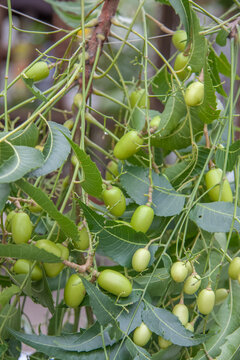Graines de neem
