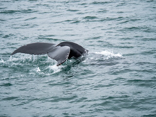 Obraz premium Powerful humpback whale showing its distinctive tail fluke before diving into the North Atlantic Ocean.