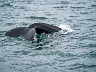 Obraz premium Close-up view of a whale tail fluke above the ocean surface before a deep dive in North Atlantic waters.