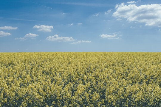 yellow rape field