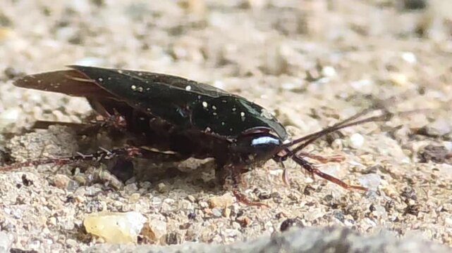 

Injured cockroach moving weakly on the ground, pest control concept #003

