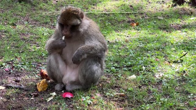 Barbary macaque sitting on grass eating fruit in France in ist natural habitat.