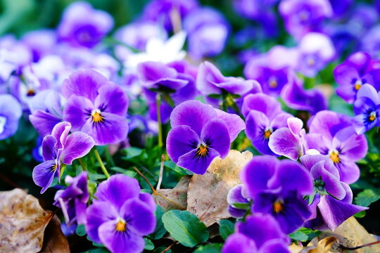 鮮やかな紫色のパンジーの花々が、落ち葉と共に咲き誇るクローズアップ写真。