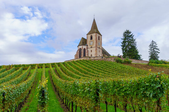 Vineyards and the fortified church of Hunawihr