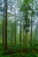 Fototapeta premium Forest on a foggy morning, the Black Forest