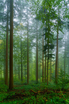 Forest on a foggy morning, the Black Forest