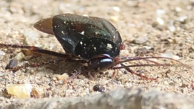 


Injured cockroach moving weakly on the ground, pest control concept #004
