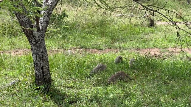 A group of Banded mongoose (Mungos mungo) explores the lush grasslands near a tree in Serengeti National Park, Tanzania.