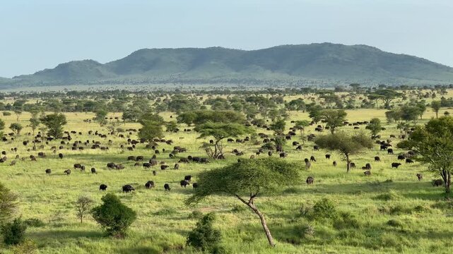 Aerial shot of large herd of African Buffalos (Syncerus caffer) spreading across the lush green plains of the Serengeti under a clear sky. Ideal for wildlife documentaries or travel content.