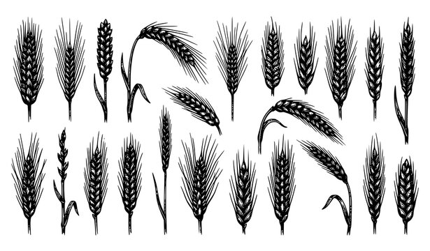 Hand drawn wheat and rye spikelet illustration set with vintage engraving style cereal grains farm organic food vector collection
