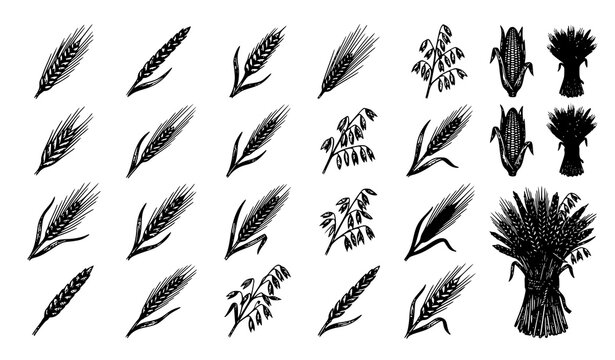 Vintage cereal grain sketch set with wheat rye spikelets and agricultural farm harvest botanical engraving vector illustration