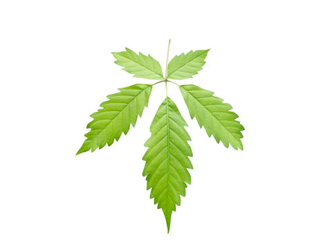 Vitex negundo or Chinese chaste tree green leaves isolated on a white background