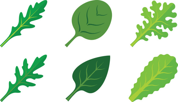 Fresh salad greens leaf icon set vector illustration featuring individual spinach arugula kale romaine and basil leaves for healthy food design concepts.