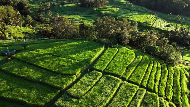 Lush rice fields glowing under golden morning light with layered terrace formations and tropical vegetation in Jatiluwih Bali creating scenic agricultural landscape, rising lateral drone footage