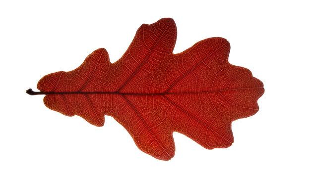 Red oak leaf with intricate veins backlit