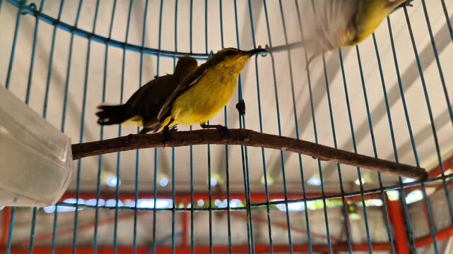 Captive yellow sunbird trapped inside a metal wire birdcage looking out, concept of captivity and pet trade
