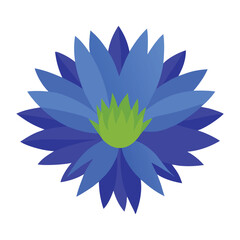 Obraz premium Realistic Blue Cornflower Wildflower Vector Illustration Isolated on White Background