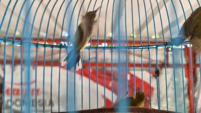 Close-up of a beautiful yellow olive-backed sunbird with a long curved beak perched on a branch inside a blue wire birdcage