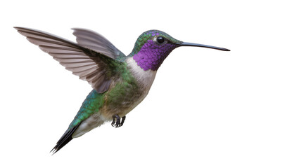 Naklejka premium Hummingbird with iridescent green and purple feathers in flight