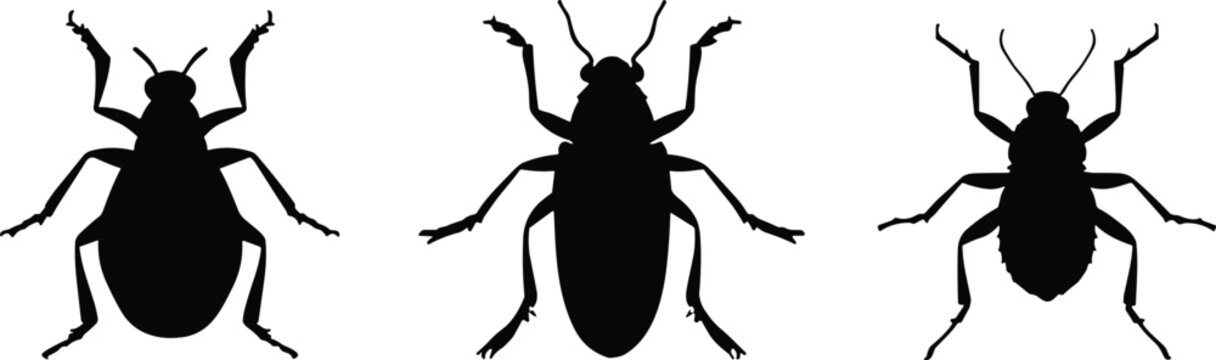 Beetle and Insect Silhouette Collection Featuring Detailed Bug Anatomy Vector Illustrations