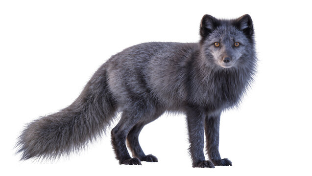 Arctic fox with grey fur and yellow eyes standing