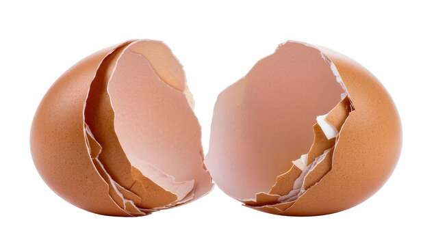 Broken brown eggshell halves with rough edges