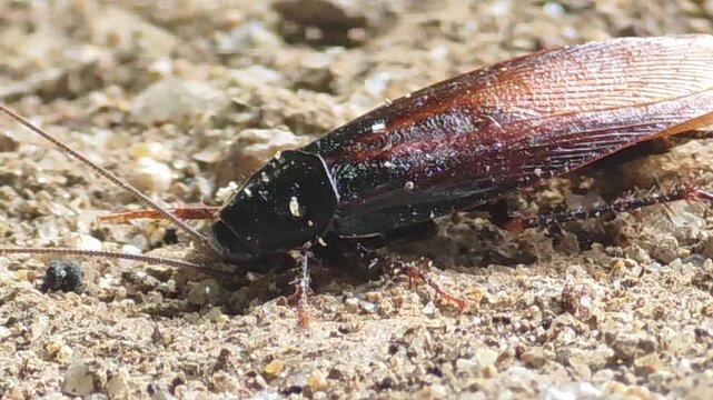

Injured cockroach moving weakly on the ground, pest control concept #006
