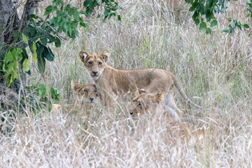 Obraz premium Murchison Falls Uganda Lion Pack Family Safari Africa